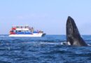 Puerto Vallarta registra más ballenas que nunca
